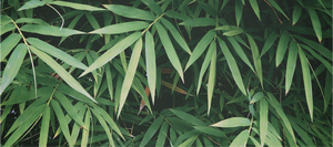 Sustainable/Eco - Bamboo